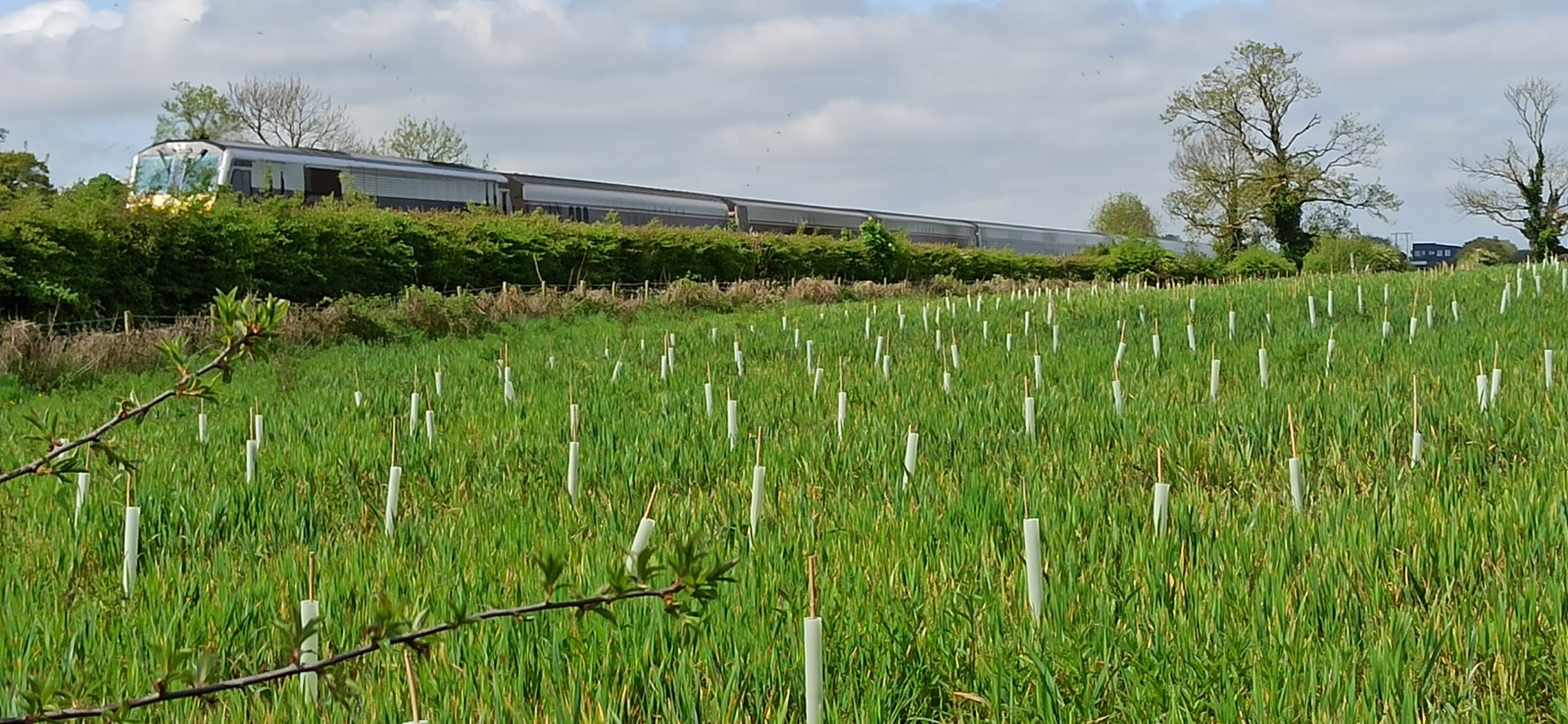 A Translink Enterprise train passing a field with flowers